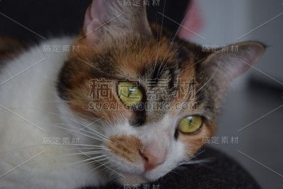 基蒂