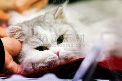 猫