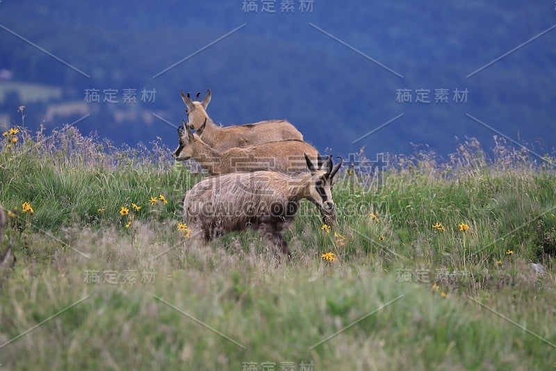 查莫瓦（鲁皮卡普拉鲁皮卡普拉）沃斯盖斯山，法国格姆森沃格森