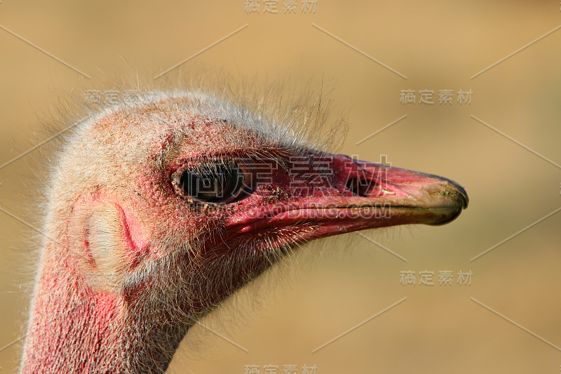 奥茨休恩雄性马赛鸵鸟(Struthio camelus massaicus)。南非