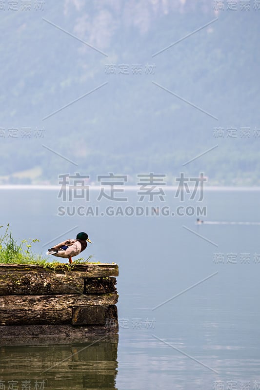 哈尔斯塔特野鸭