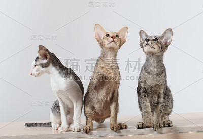 猫在工作室