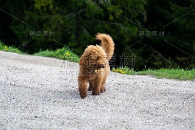 棕色狮子狗在山坡上玩耍。