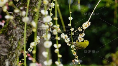 白眼李树，日本京都