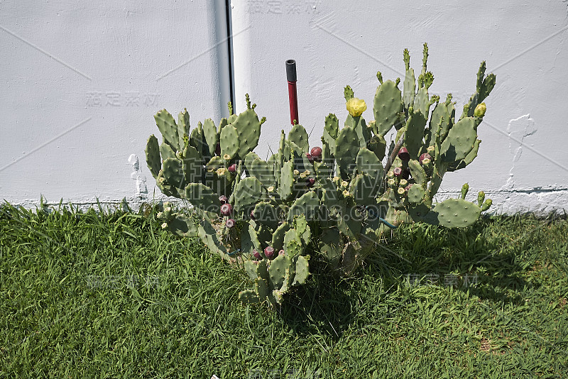 植物