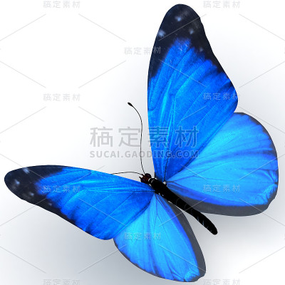 蝴蝶。