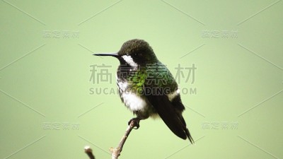 绿色thorntail