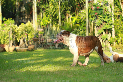 纯种英国斗牛犬享受生活