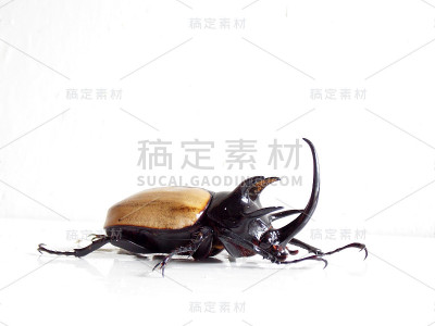 昆虫