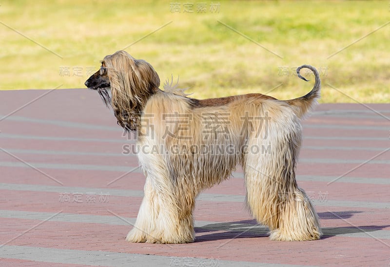 阿富汗猎犬的白色轮廓。