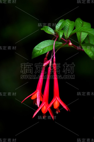 樱红色花