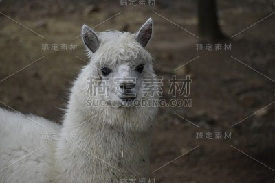 萨法里·德·保格雷