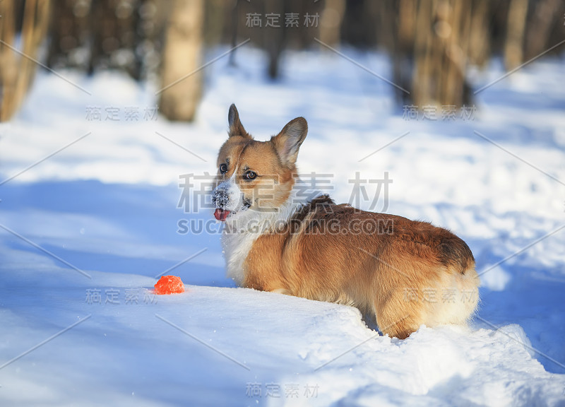 可爱的红色柯基小狗在冬天阳光公园的雪地里散步，玩球，伸出舌头