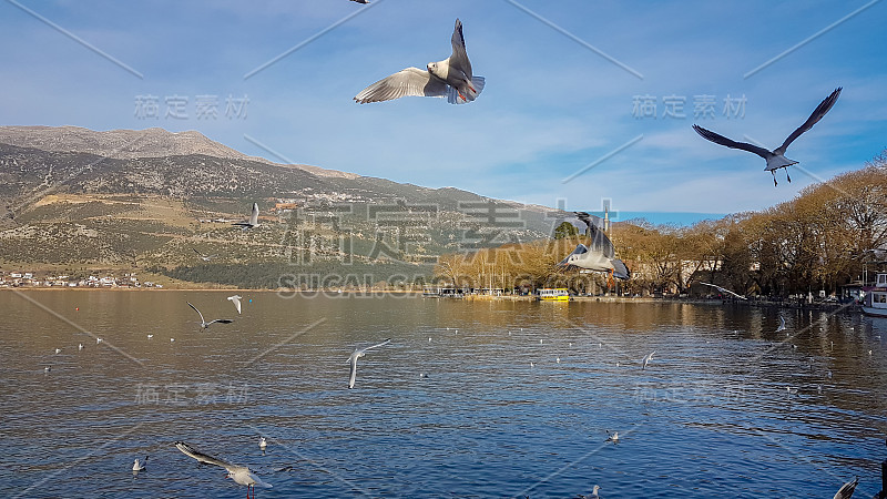 希腊约阿尼纳或吉阿纳城的鸟群在冬季的湖面上飞翔，宁静