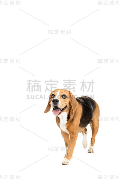 可爱的毛茸茸的比格犬在白色的孤立行走
