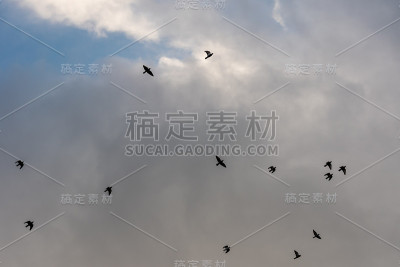 天空中飞翔的鸟儿