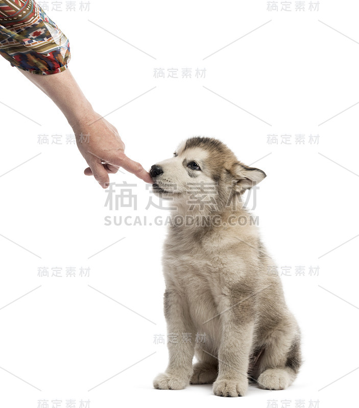 阿拉斯加雪橇犬吮吸着手指孤立的白色