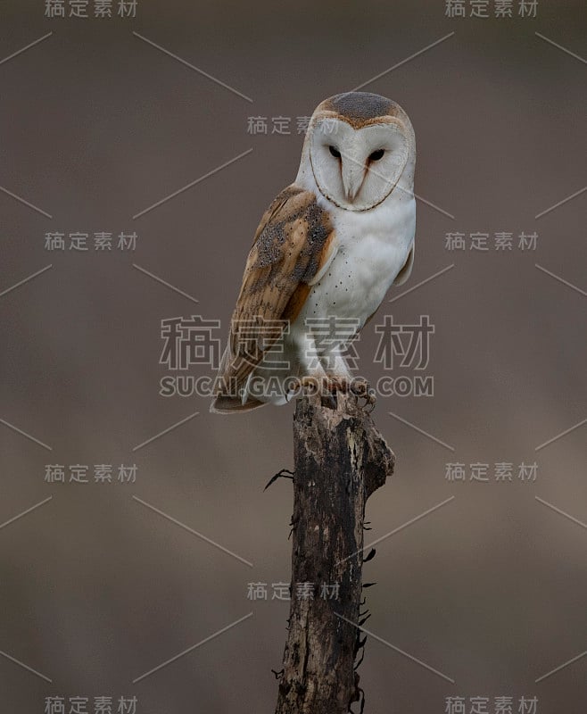 野猫头鹰，泰托阿尔巴