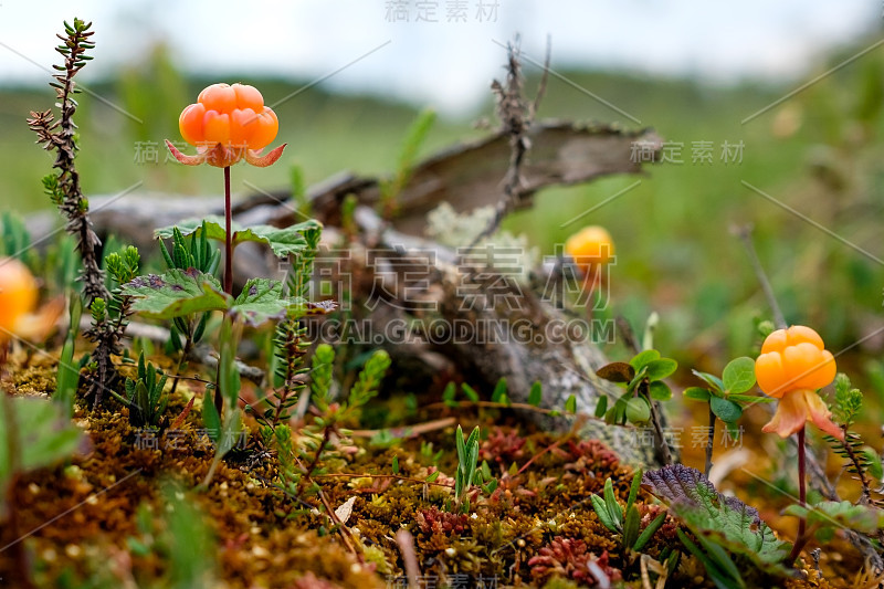 夏天在沼泽上生长的云莓