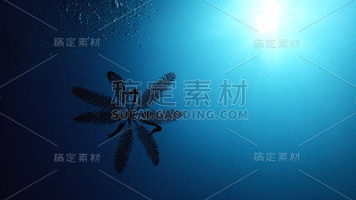 当光线穿透海洋，海洋是活跃的!