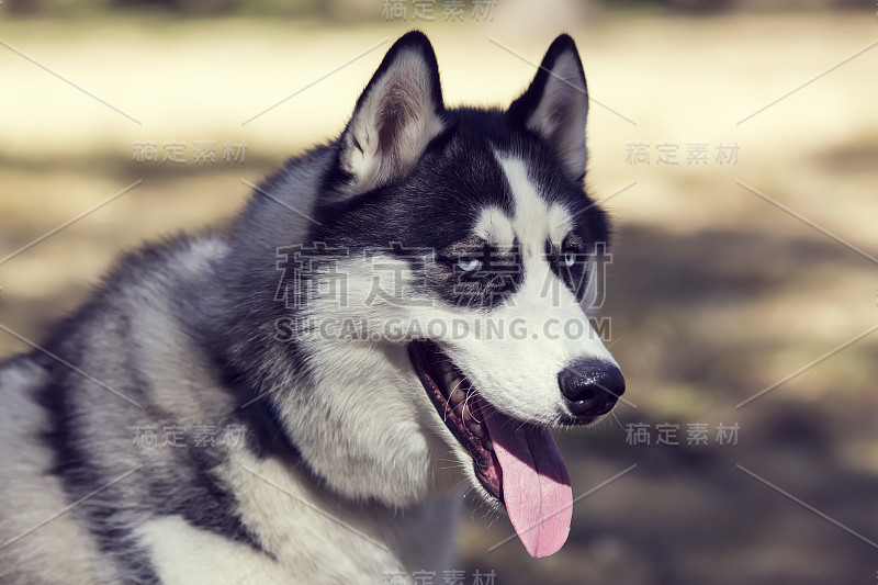 西伯利亚雪橇犬