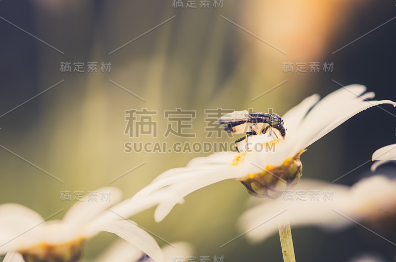 白色雏菊或白菊俗气