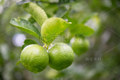 柠檬