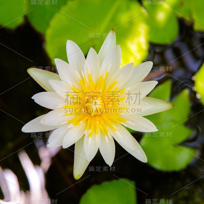 白色的莲花。