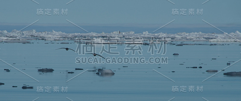 两只海鸥在北极海冰上出现剪影
