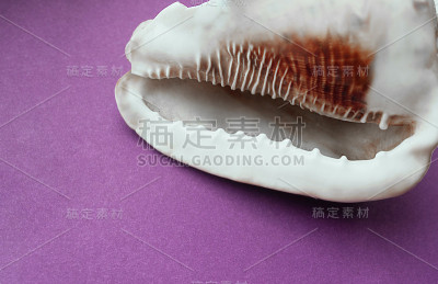 一个巨大的白色贝壳在清晰的紫色背景上。
