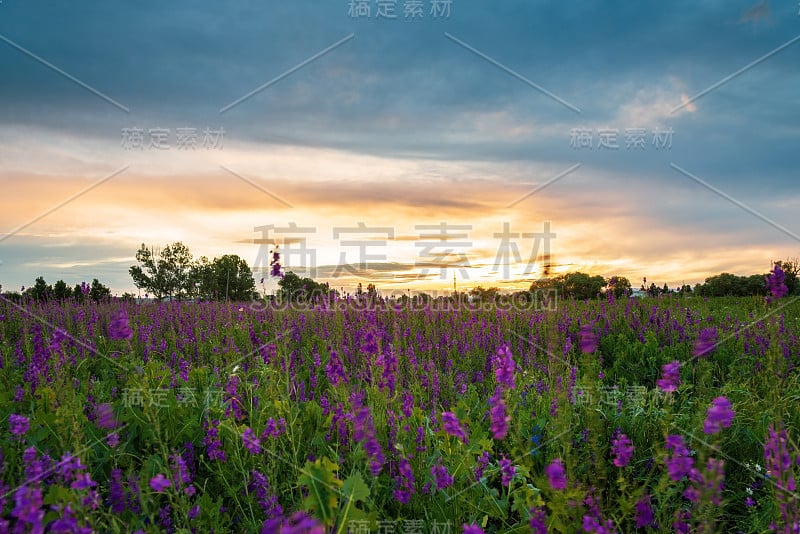 卢平花日落。