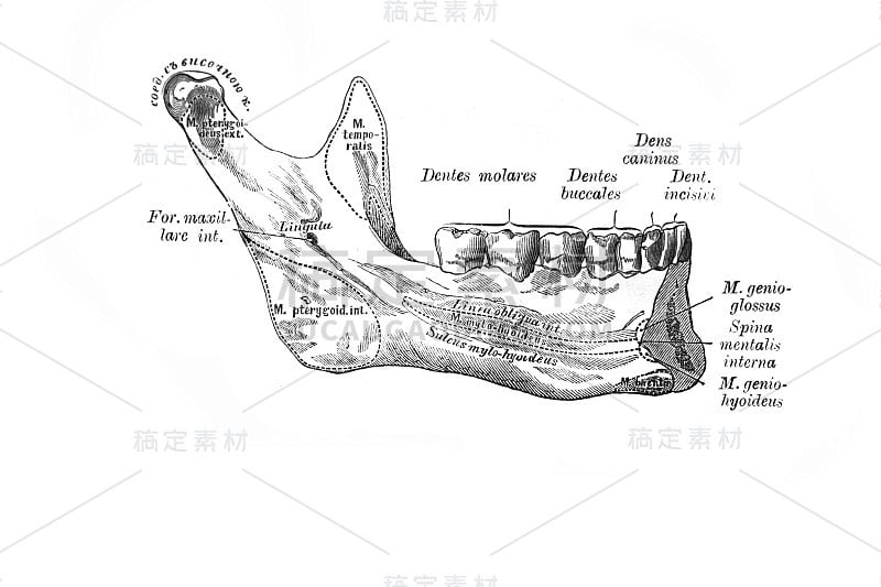 《人的解剖学》，作者是俄国国会议员维什涅夫斯基，1890年，莫斯科