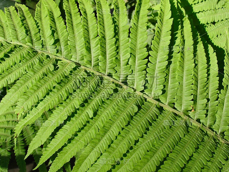 绿色的蕨类植物