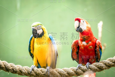 金刚鹦鹉
