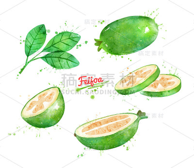 菲荷果水彩画