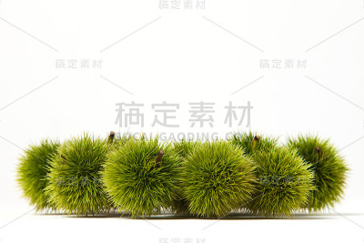 绿栗子，还有蓝毛刺