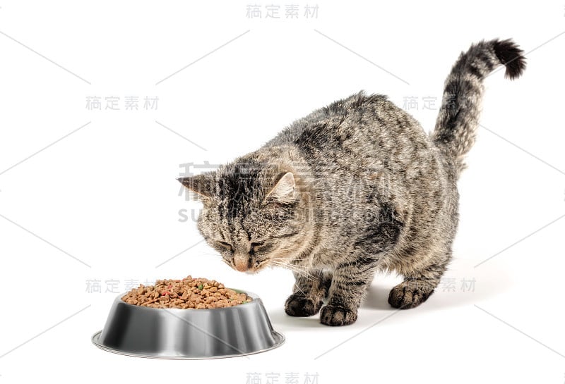 灰猫混种狗，一碗干粮