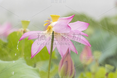 莲花