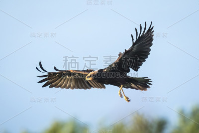 西部沼泽鹞，铜绿马戏团。