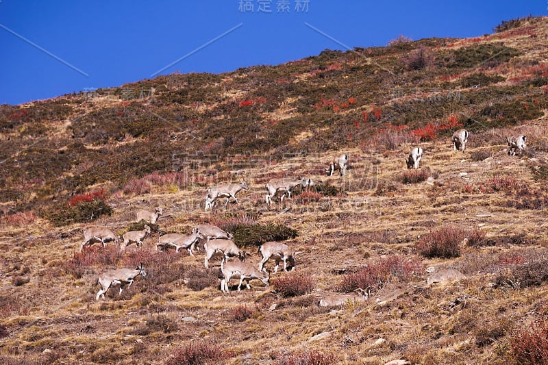 一群高山野蓝羊