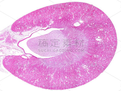 肾脏