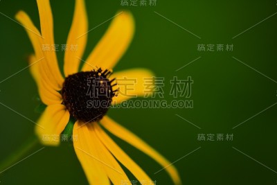 在中心花药上有花粉的黑眼苏珊花
