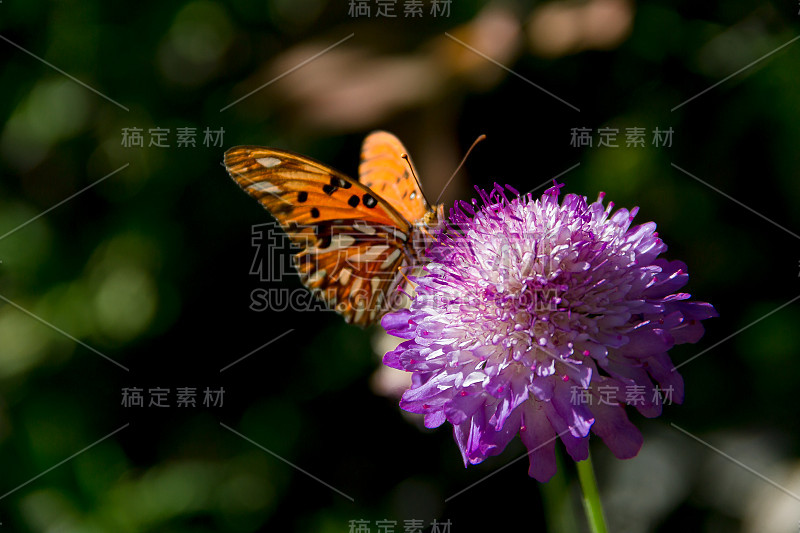 美丽的帝王蝶在丁香花和蓟上飞舞