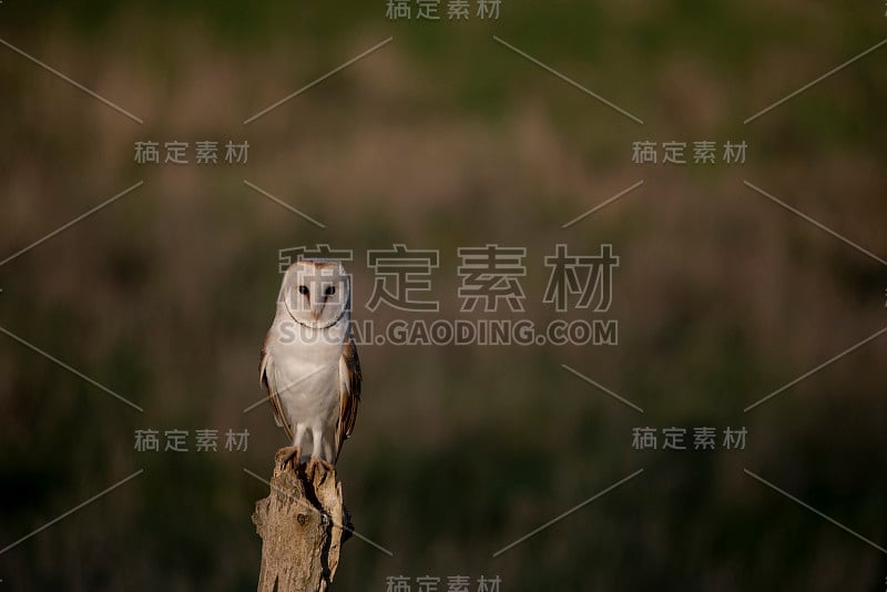 野猫头鹰，泰托阿尔巴