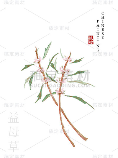 中国水墨画艺术插图自然植物《诗经》益母草。植物和益母草