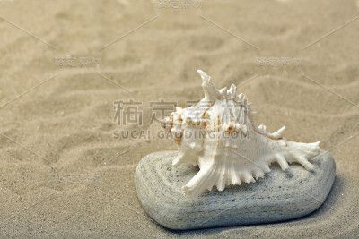 贝壳在沙滩上