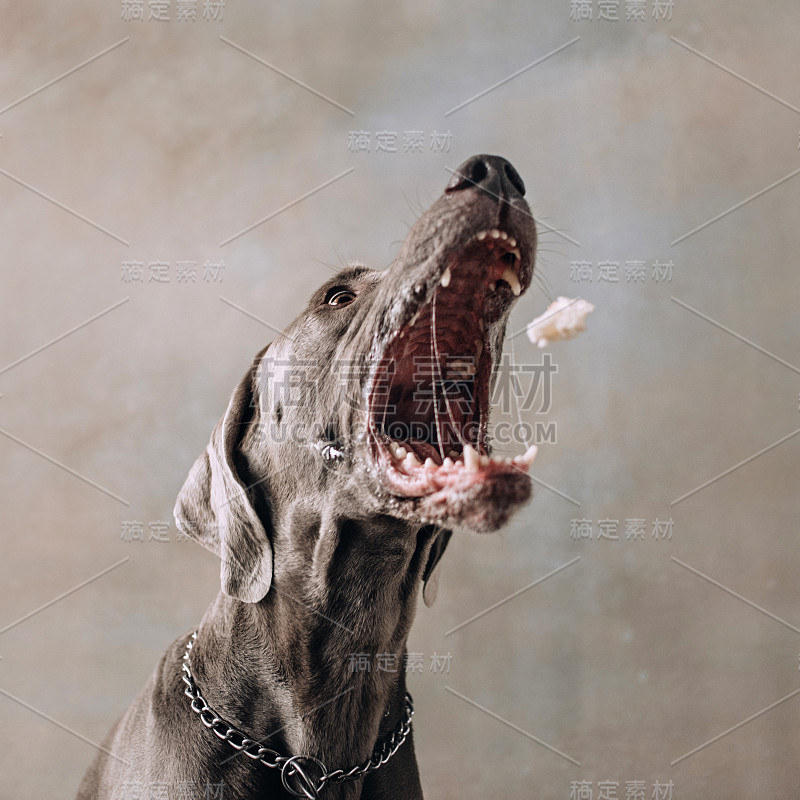 有趣的威玛猎犬在嘴里捕捉飞行的食物