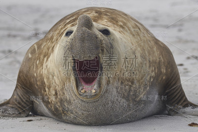 南象海豹