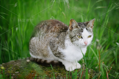 可爱的猫。可爱的猫在前院或后院。