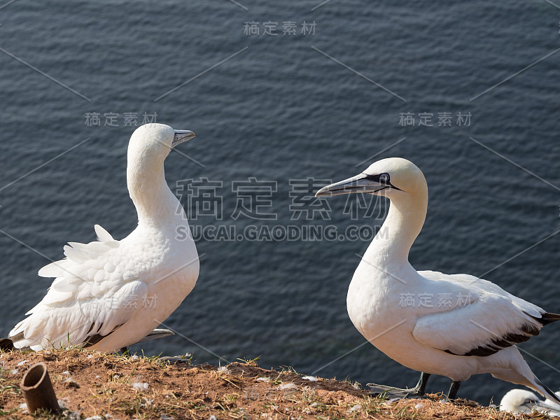 岛上helgoland